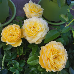 Souvenir de Marcel Proust Rose 