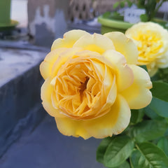 Souvenir de Marcel Proust Rose 