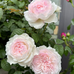 Soyeux Rose Plant