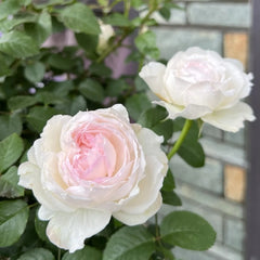 Soyeux Rose Plant