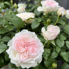 Soyeux Rose Plant