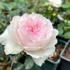 Soyeux Rose Plant