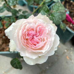 Soyeux Rose Plant