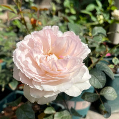 Soyeux Rose Plant