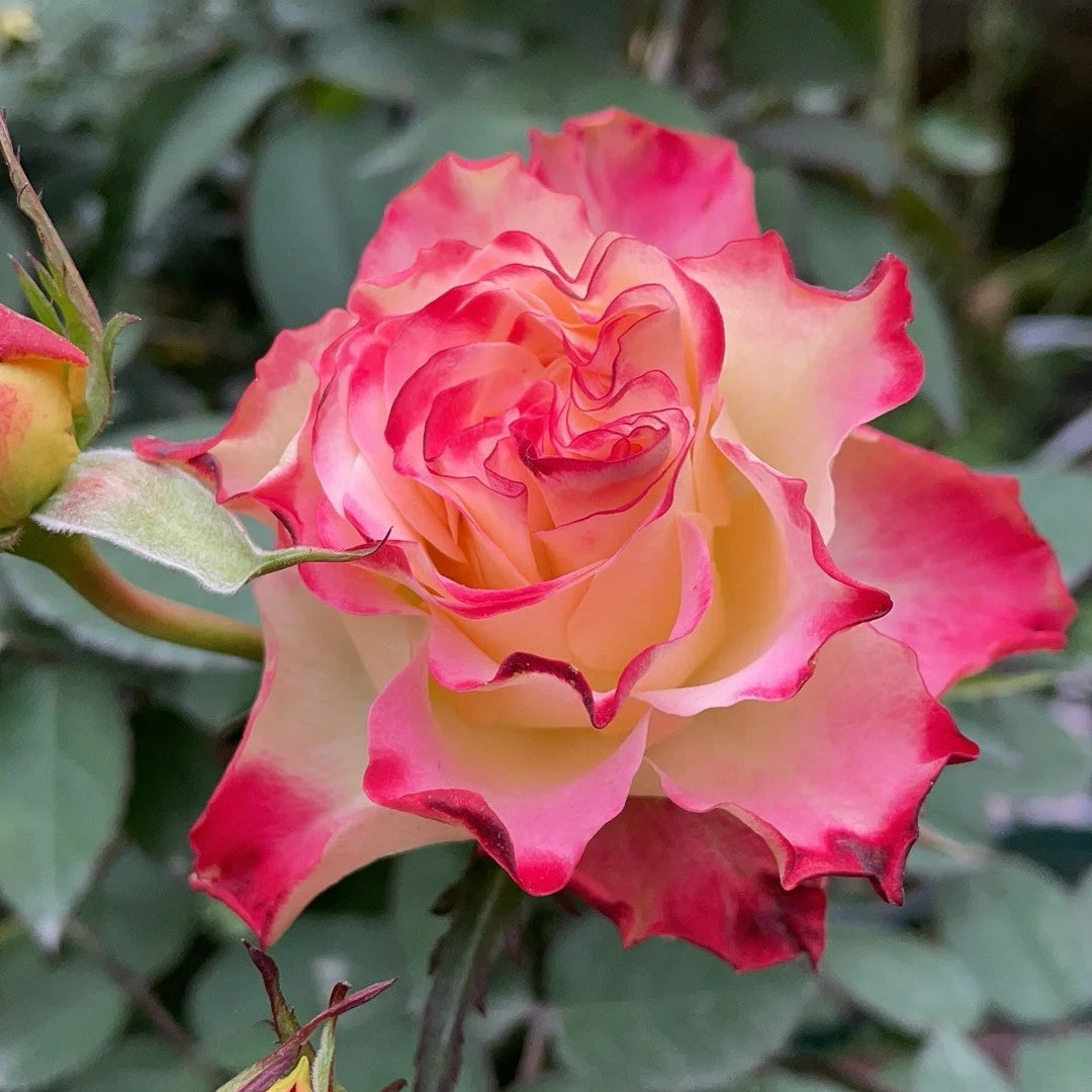 Spanish Orange Roses Spanish Dancer Rose Plant | 西班牙舞娘 – Rose_Explosion