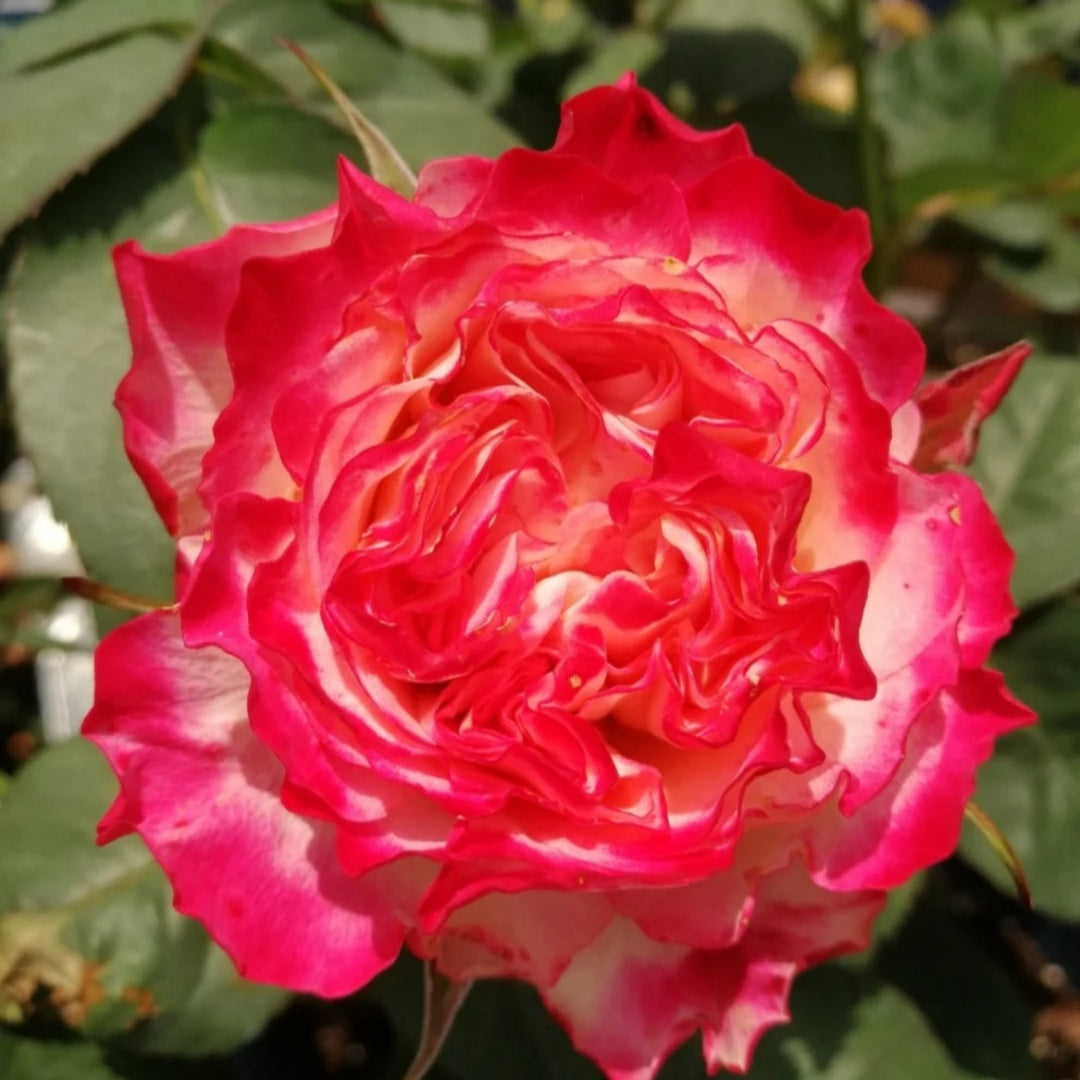 Spanish Red Roses Spanish Dancer Rose Plant | 西班牙舞娘 – Rose_Explosion