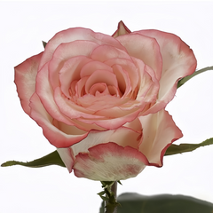 Spark Condor Rose Plant