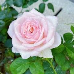 Special Bride Rose Plant