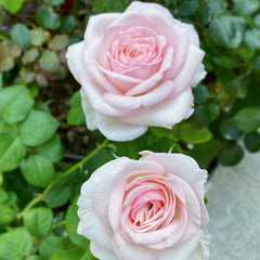 Special Bride Rose Plant