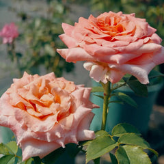 Special Song Rose Plant