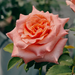 Special Song Rose Plant