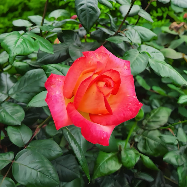 Spectra Rose Plant|光谱