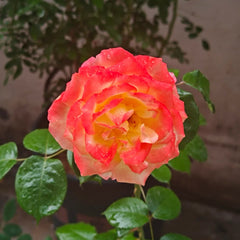 Spectra Rose Plant|光谱