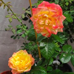 Spectra Rose Plant|光谱