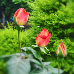 Spectra Rose Plant|光谱