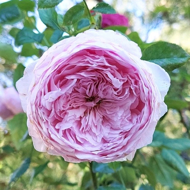 Spirit of Freedom Rose Plant - Elegant Blooming Rose Garden