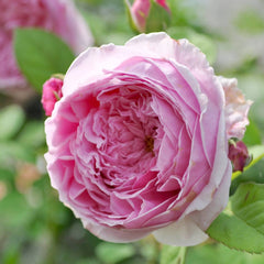 Spirit of Freedom Rose Plant - Elegant Blooming Rose Garden