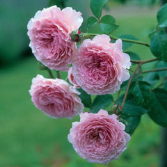 Spirit of Freedom Rose Plant - Elegant Blooming Rose Garden