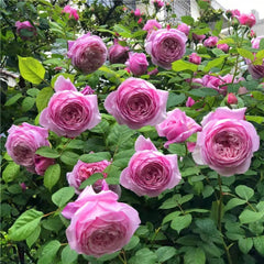 Spirit of Freedom Rose Plant - Elegant Blooming Rose Garden