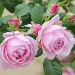 Spirit of Freedom Rose Plant - Elegant Blooming Rose Garden