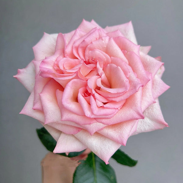 Moab Rose: Desert-Inspired Brown-Cream Rose | Rosaprima® – Rose_Explosion