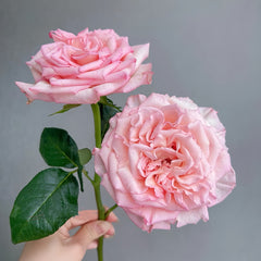 Spring Ballet Rose Plant