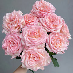 Spring Ballet Rose Plant
