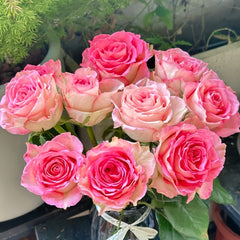 Bouquet of pink roses in a clear vase with greenery in the background--Spring Ballet Rose Plant