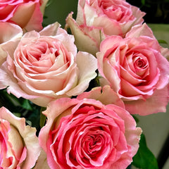 Close-up of pink roses with a blurred green background