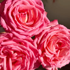 Close-up of three pink roses with a blurred background-Spring Ballet Rose Plant