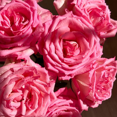 Close-up of pink roses with a soft focus background-Spring Ballet Rose Plant