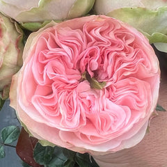 Springfield Park Rose