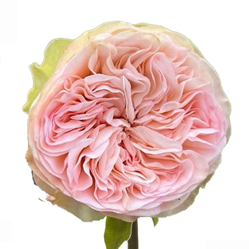 Springfield Park Rose