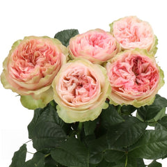 Springfield Park Rose