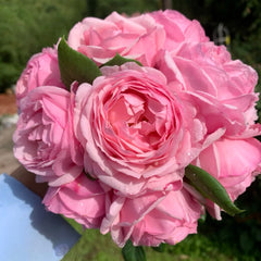 St.Ethelburga Rose Plant|圣埃则布加