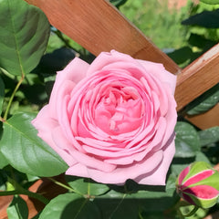 St.Ethelburga Rose Plant|圣埃则布加