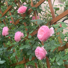 St.Ethelburga Rose Plant|圣埃则布加