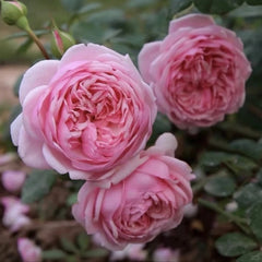 St.Ethelburga Rose Plant|圣埃则布加