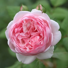 St.Ethelburga Rose Plant|圣埃则布加