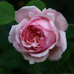 St.Ethelburga Rose Plant|圣埃则布加