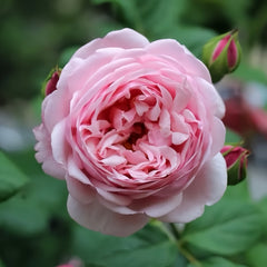 St.Ethelburga Rose Plant|圣埃则布加