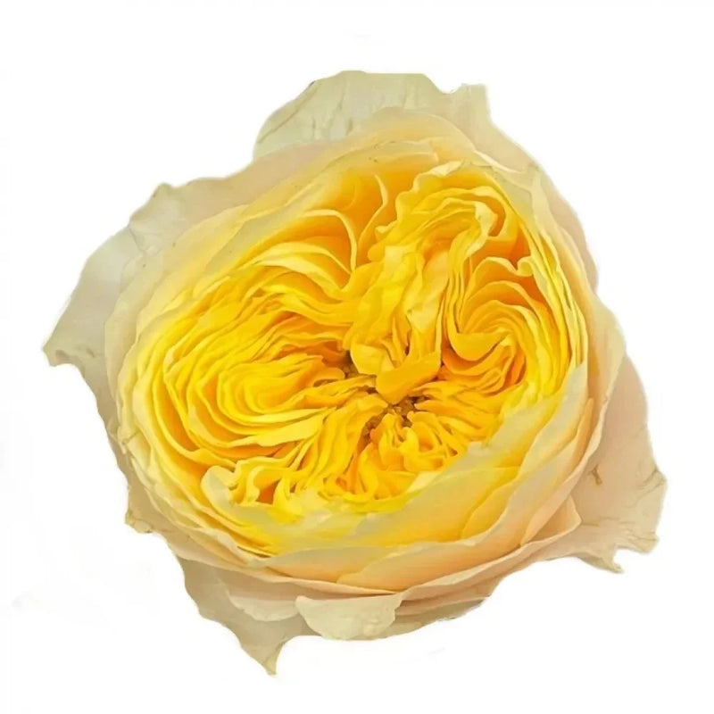 St. Peter's Park Rose