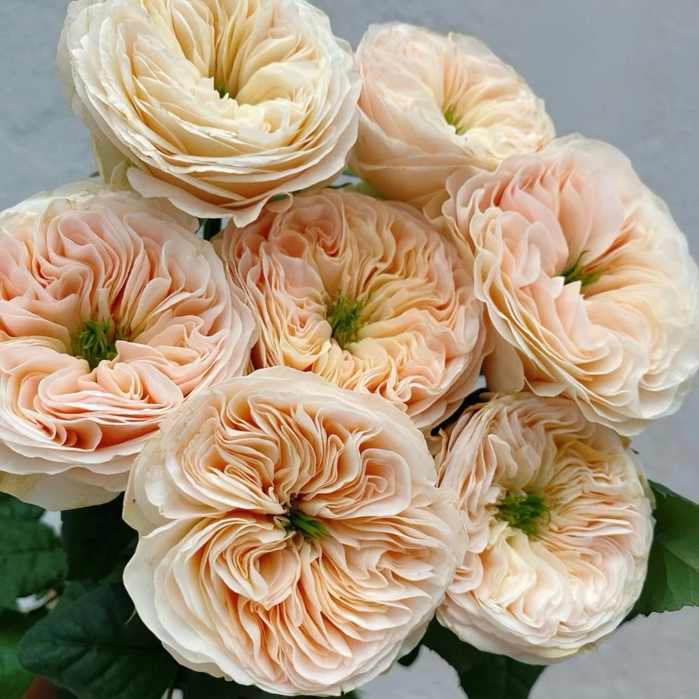 Stanley Abbey Rose Plant|斯坦利修道院 – Rose_Explosion