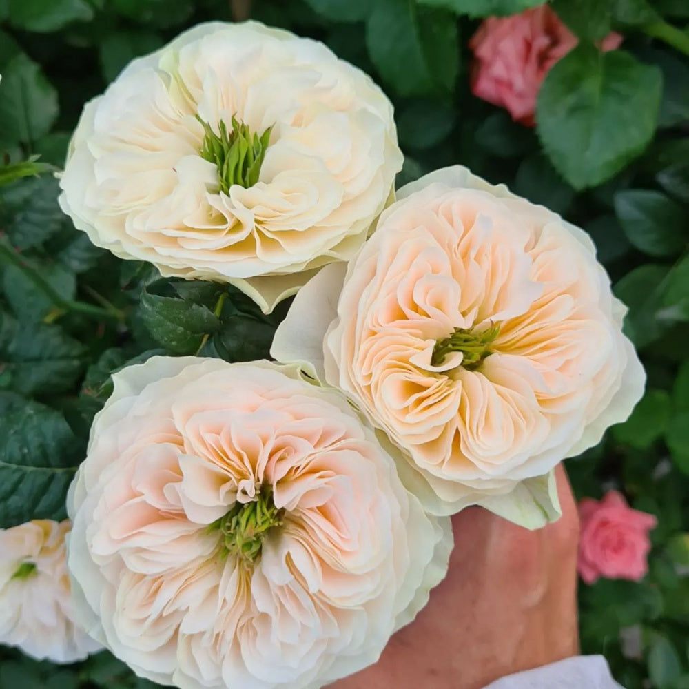 Stanley Abbey Rose Plant|斯坦利修道院 – Rose_Explosion