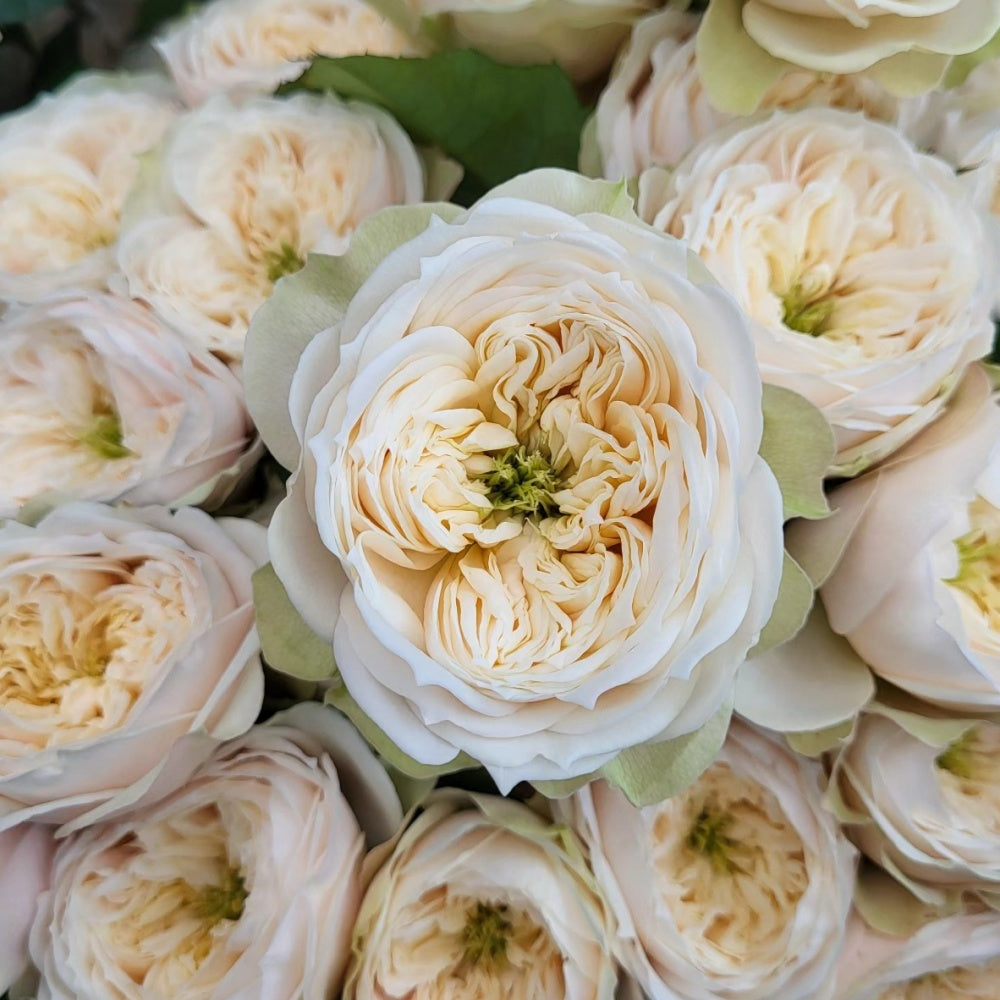 Stanley Abbey Rose Plant|斯坦利修道院 – Rose_Explosion