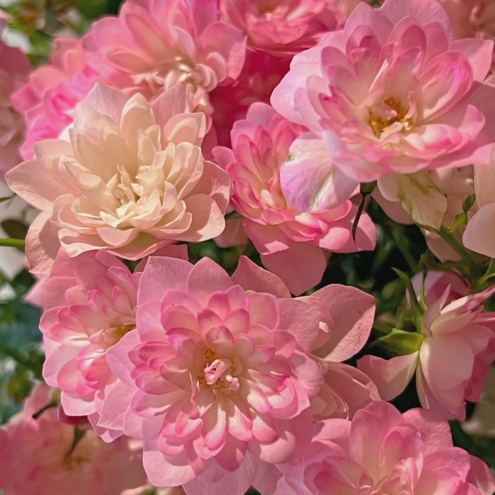 Star Something Roses Star Cute Rose Plant | 天荷繁星 – Rose_Explosion