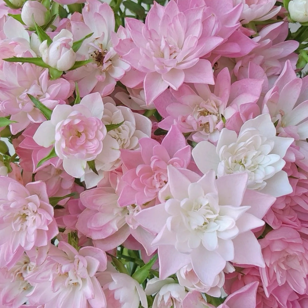 Star Cute Rose Plant | 天荷繁星 – Rose_Explosion