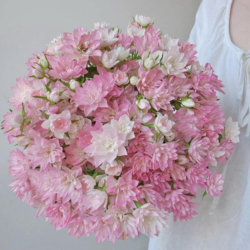 Star Something Roses Star Cute Rose Plant | 天荷繁星 – Rose_Explosion