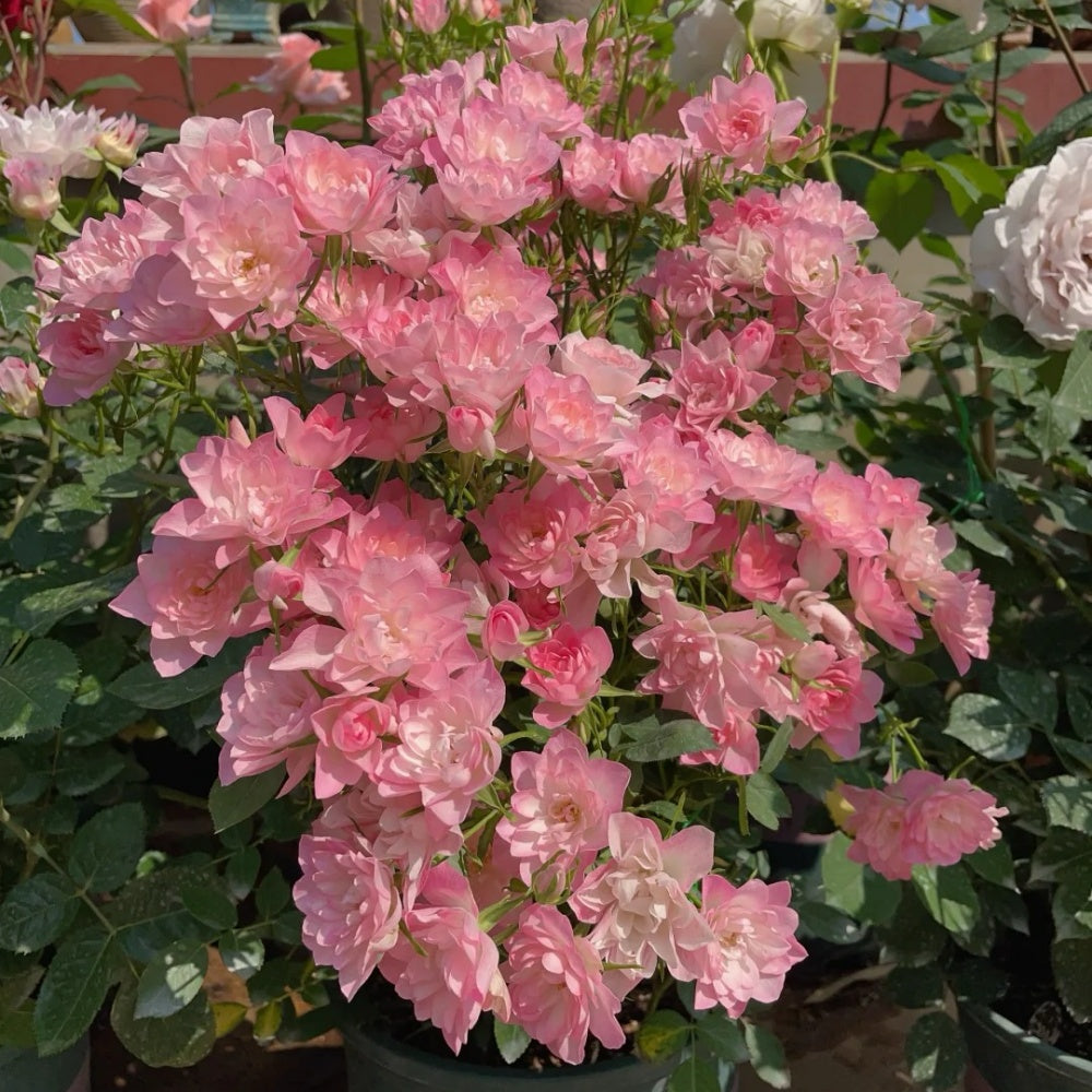 Bloomable Star Raspberry Rugostar Rose Star Cute Rose Plant | 天荷繁星 – Rose_Explosion