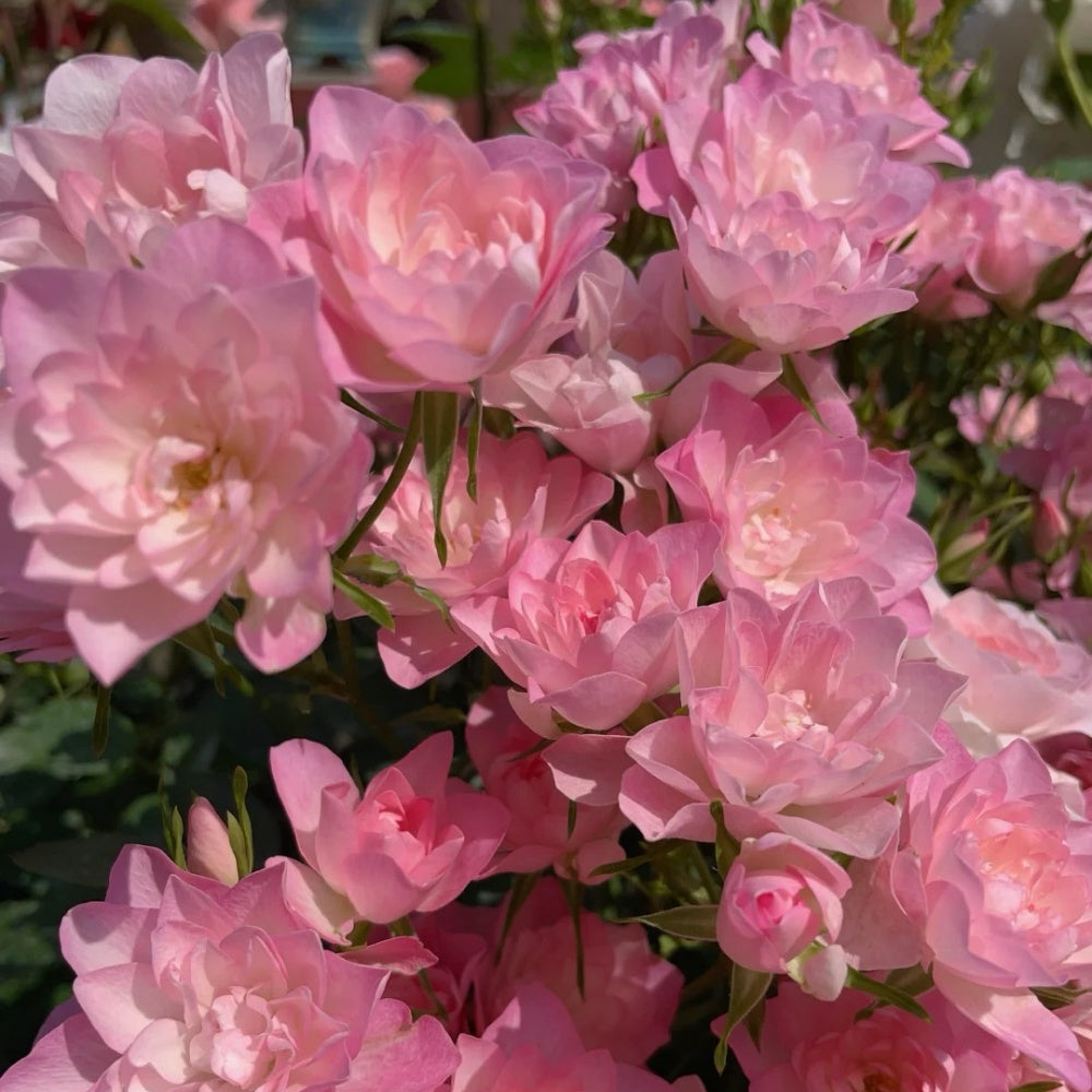 Star Something Roses Star Cute Rose Plant | 天荷繁星 – Rose_Explosion
